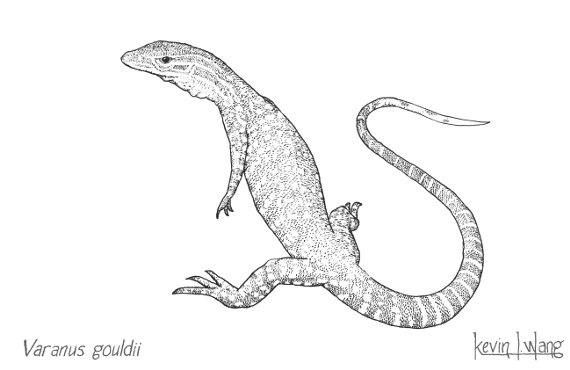 Varanus gouldii